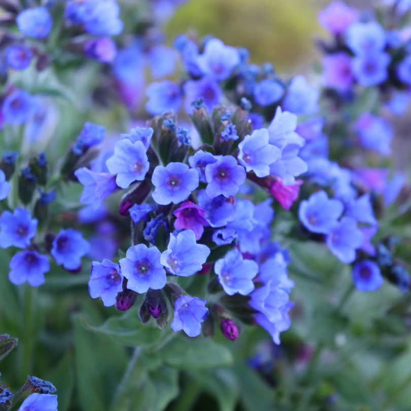 Gorgeous periwinkle blue lungwort flowers