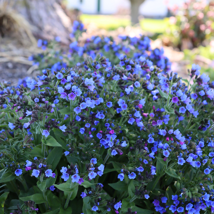 Monticule de délicates fleurs bleu pervenche