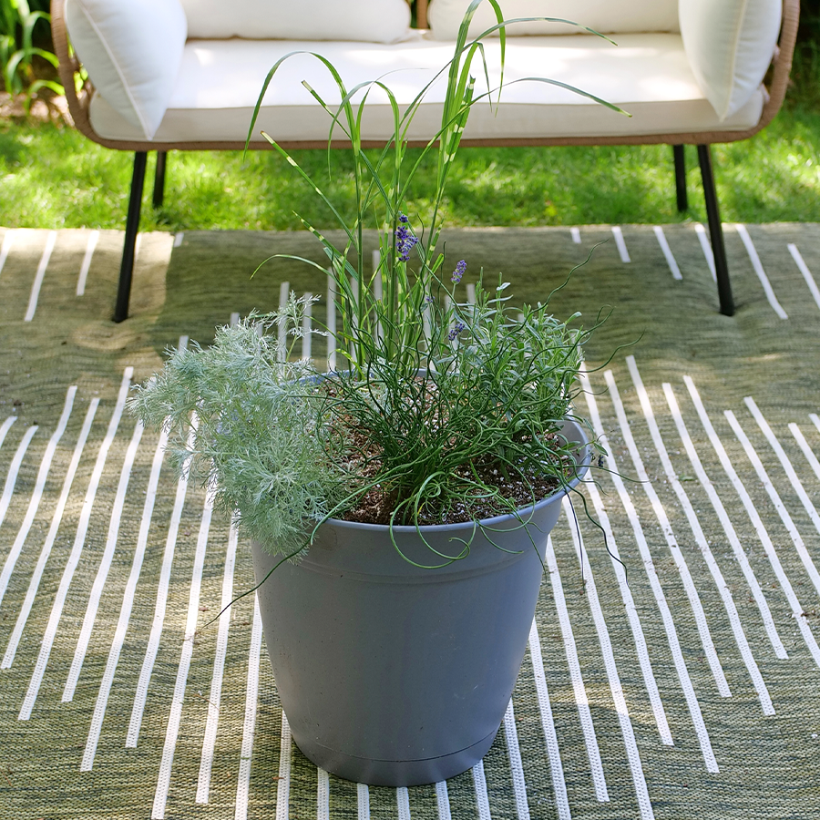 Big twister rush planted in a garden container with grass and lavender.