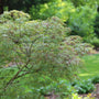 Uncommon Thread™ Japanese Maple's freen leaves in a garden setting