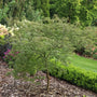 Uncommon Thread™ Japanese Maple  in a garden setting with mulch and other plants