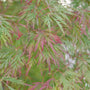Close-up of Uncommon Thread™ Japanese Maple's green and red  leaves