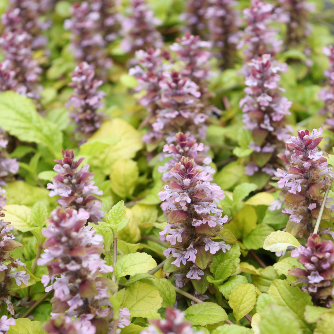 Bugleweed « Flashy Flamingo » de Feathered Friends™ (Ajuga)