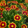 Close up image of red and yellow blooms from tickseed