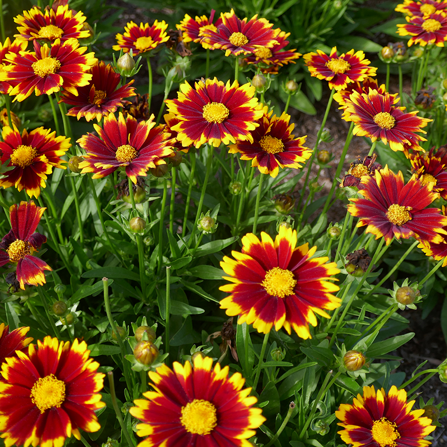 Close up image of red and yellow blooms from tickseed
