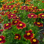 Close up image of red and yellow blooms from tickseed