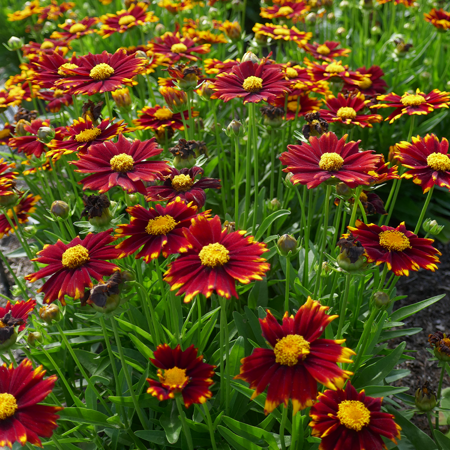 Close up image of red and yellow blooms from tickseed