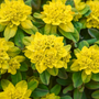 Close-up of bright yellow spurge flowers with green leaves