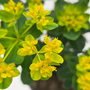 Close-up of yellow spurge flowers with green leaves on a blurred natural background