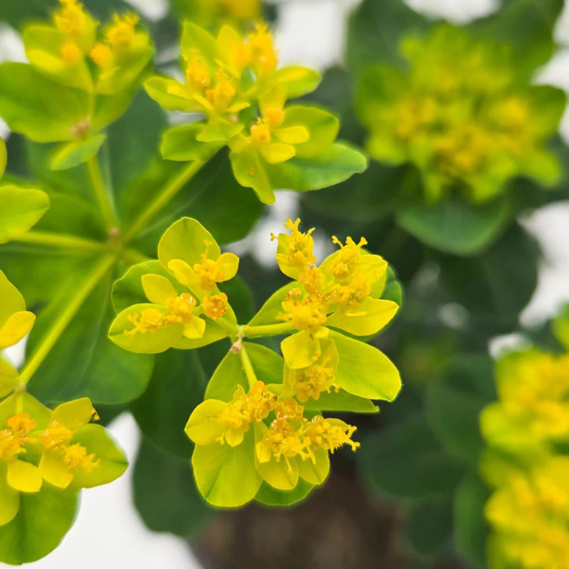 Close-up of yellow spurge flowers with green leaves on a blurred natural background