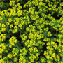 Close-up of a dense cluster of small yellow spurge flowers with green leaves.