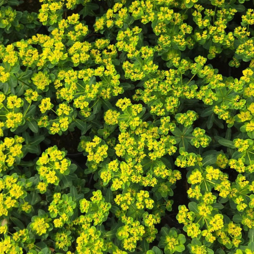 Close-up of a dense cluster of small yellow spurge flowers with green leaves.