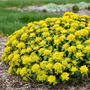 Mound of bright yellow spurge flowers in a garden hedge