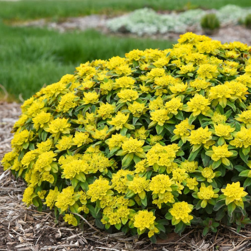 Mound of bright yellow spurge flowers in a garden hedge