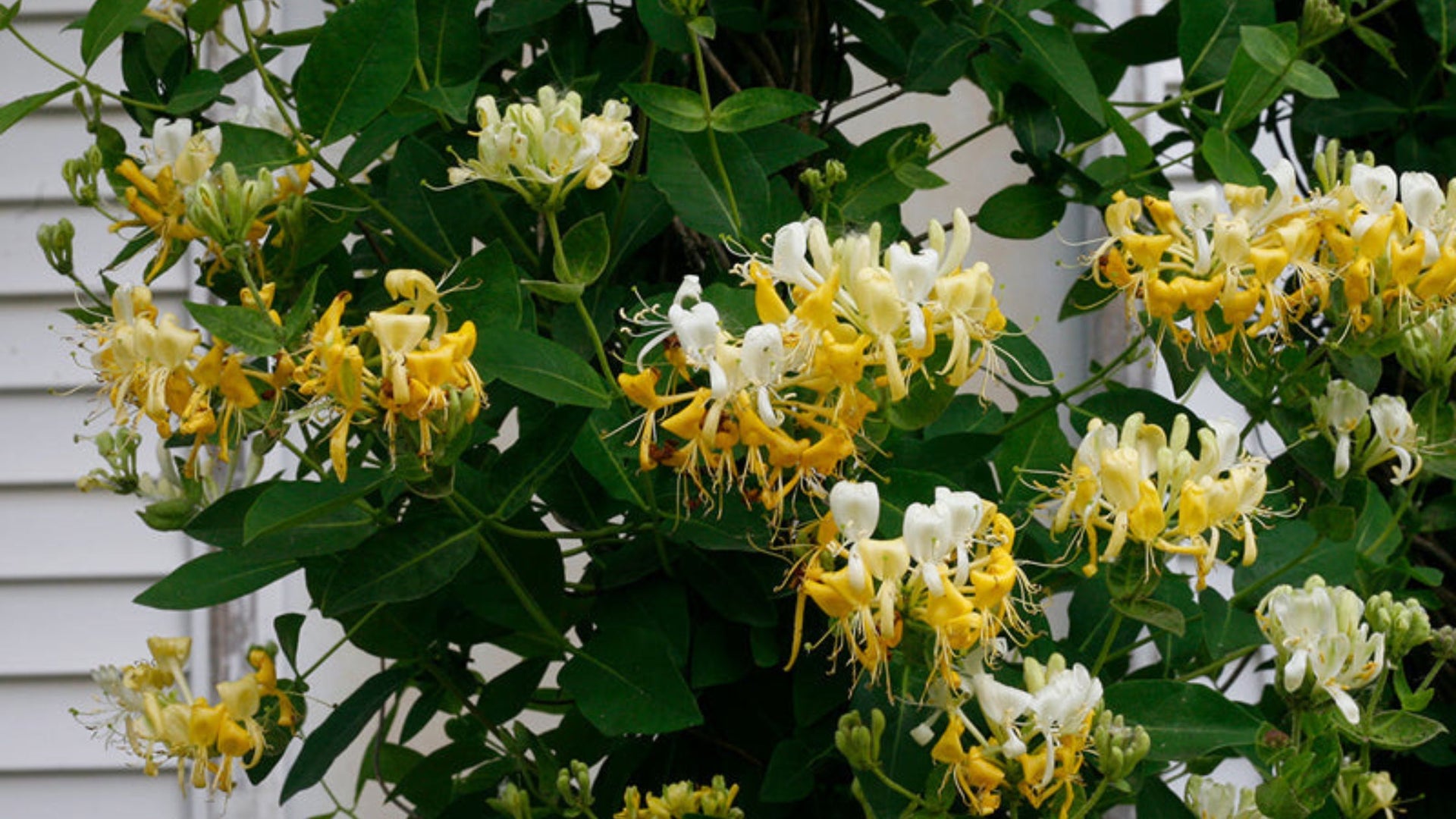 Fragrant Vines & Climbers For Sale Great Garden Plants