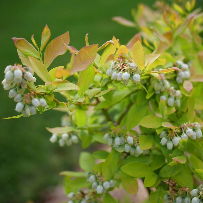 Sky Dew™ Gold Vaccinium in the process of producing deliciously blueberries.