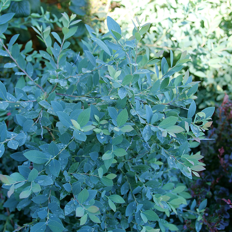 Splendide ! Arbuste de myrtilles à gros fruits (Blueberry Highbush) au feuillage bleu dans le jardin.