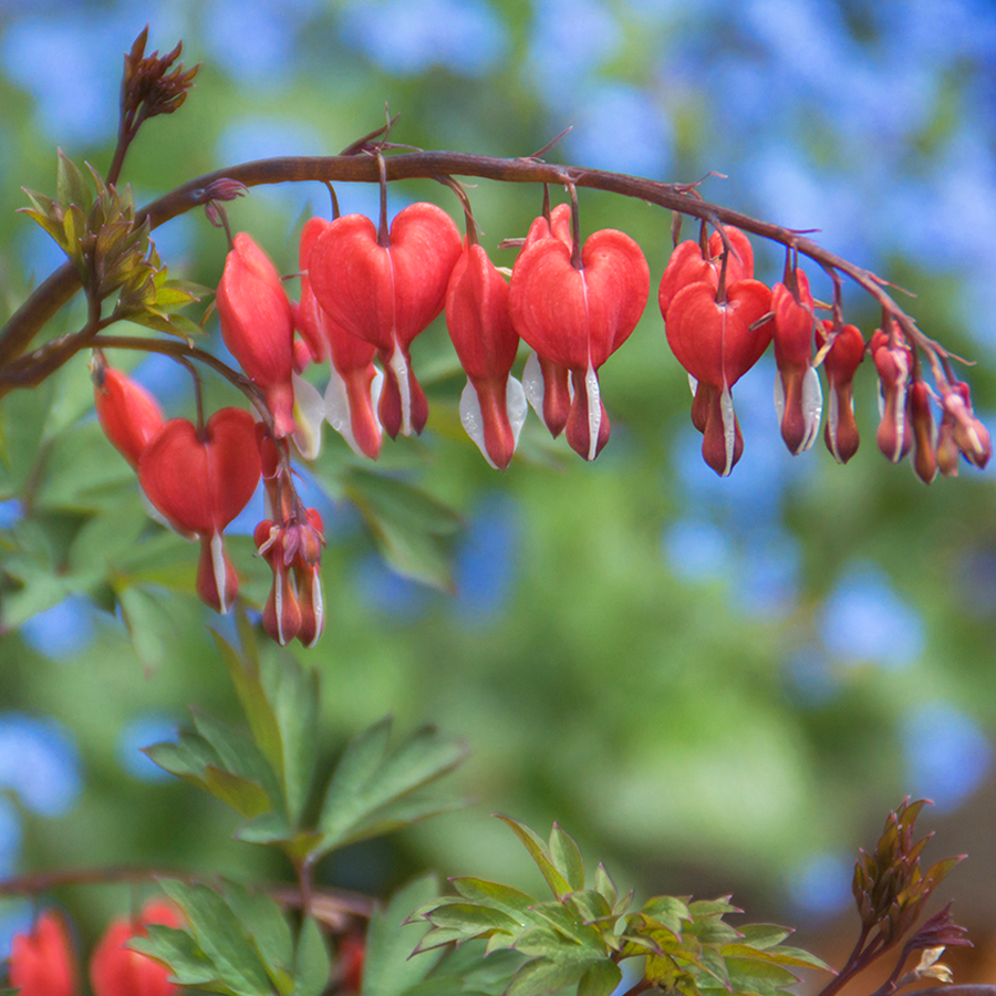 Gros plan sur des fleurs de cœur-de-Marie (Dicentra) rouges qui ressemblent à des cœurs