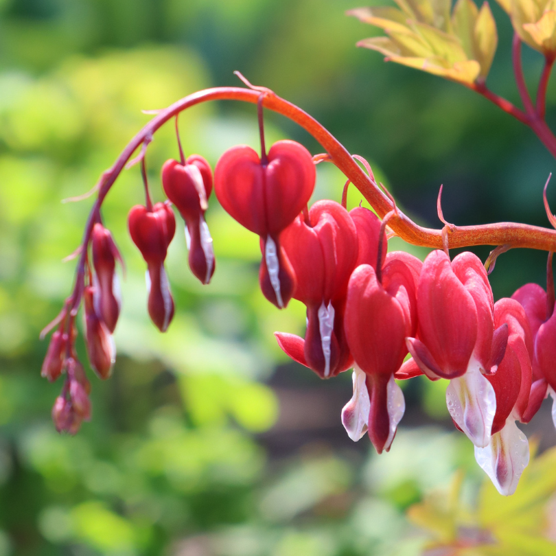 Gros plan sur des fleurs rouge vif en forme de cœur