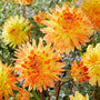 Fleurs de dahlia 'Vectra' jaune et orange joyeux