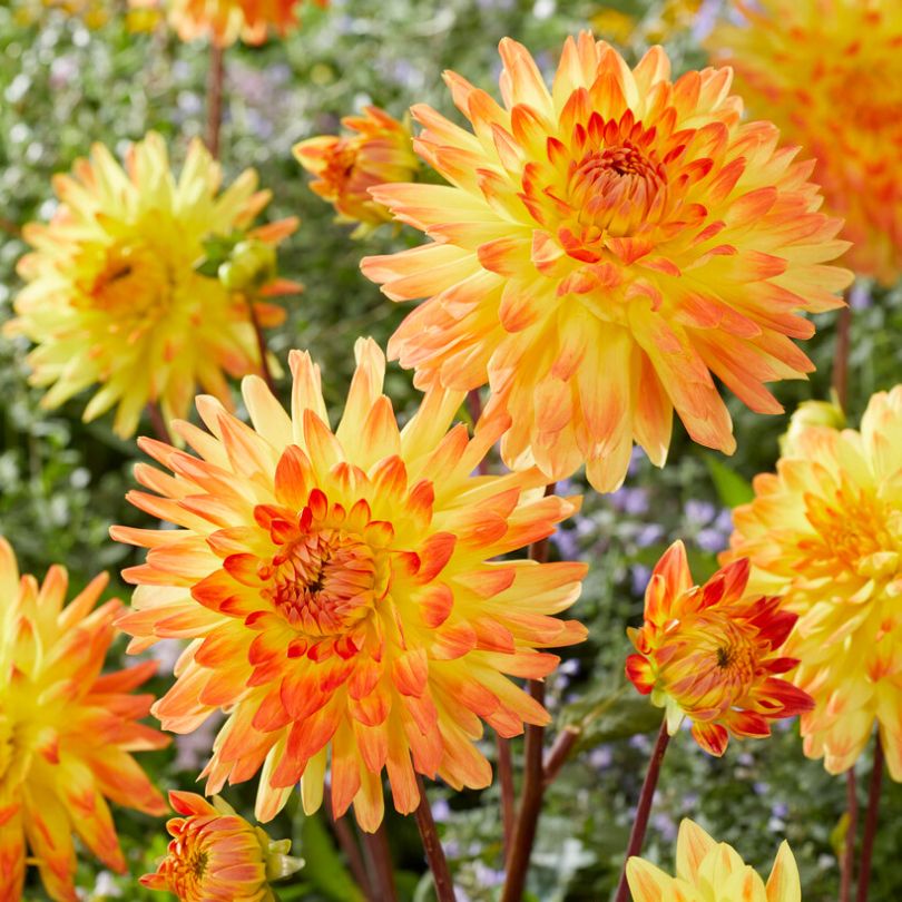 Fleurs de dahlia 'Vectra' jaune et orange joyeux
