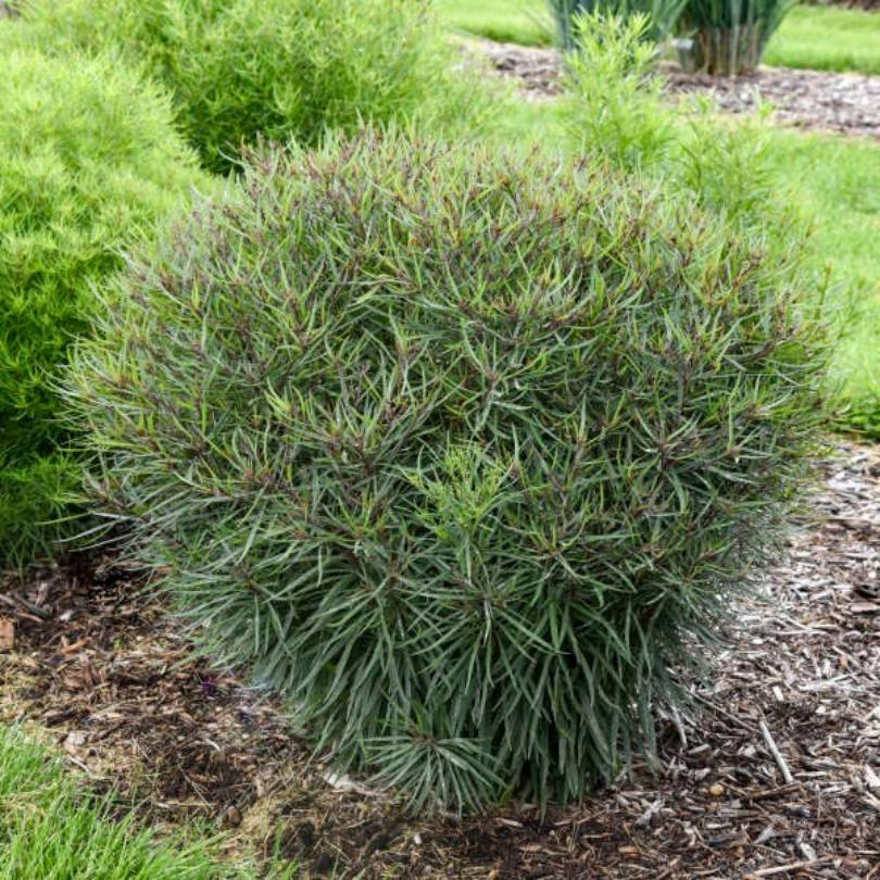 Vernonia avant la floraison