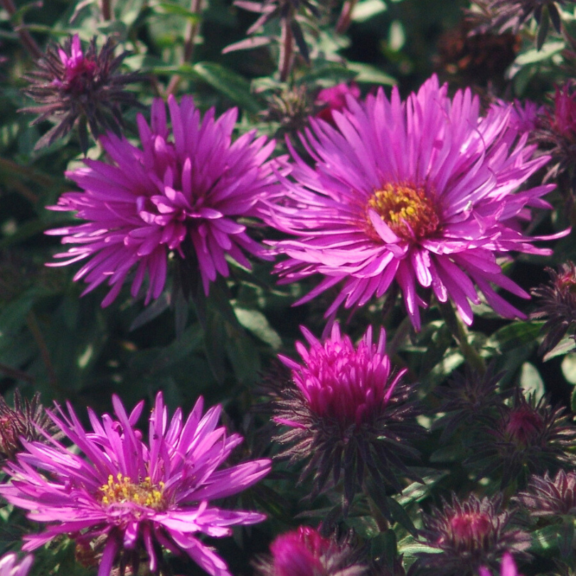 'Vibrant Dome' Aster