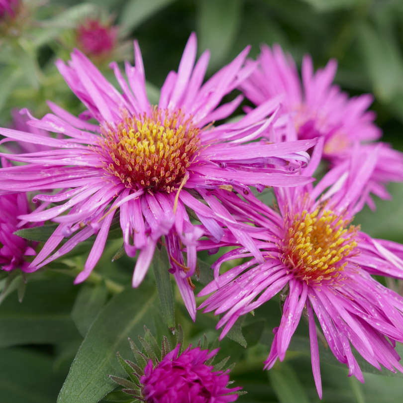 Close-up of pink aster flowers with bright yellow centers and green leaves