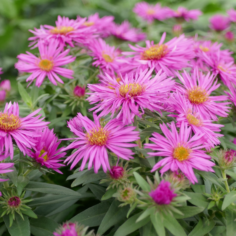 Close-up of pink aster flowers with green leaves