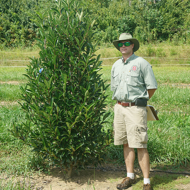 Yardline Viburnum shrub next to the grower in the field. 
