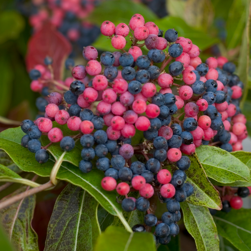 Close-up of a cluster of pink and blue Brandywine Witherod Viburnum berries.