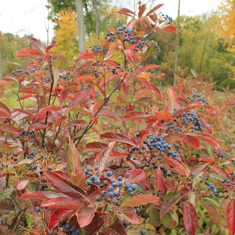 Brandywine Viburnum has red foliage in the fall