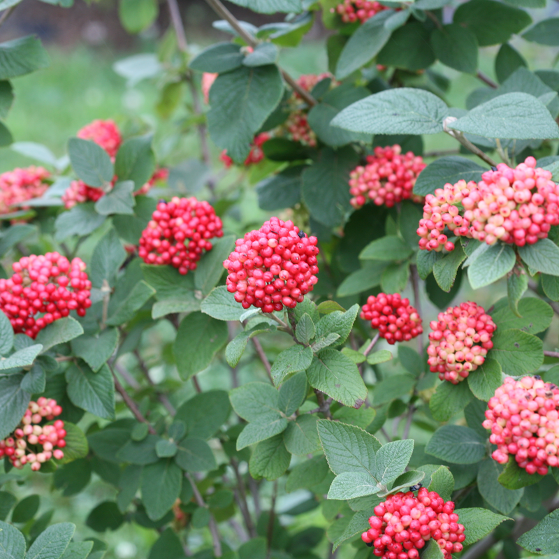 Newly emerging berries on Red Balloon® Lantanaphyllum Viburnum beginning to age in the landscape. 