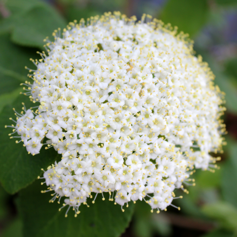 White clusters of blooms on Red Balloon® Lantanaphyllum Viburnum. 