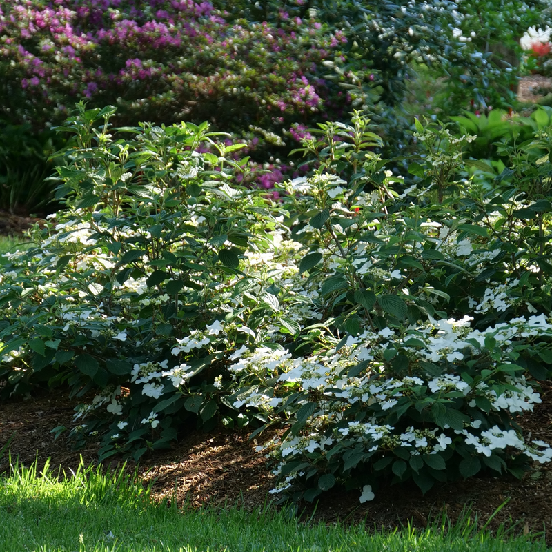Steady Eddy Doublefile Viburnum is perfect for smaller gardens.
