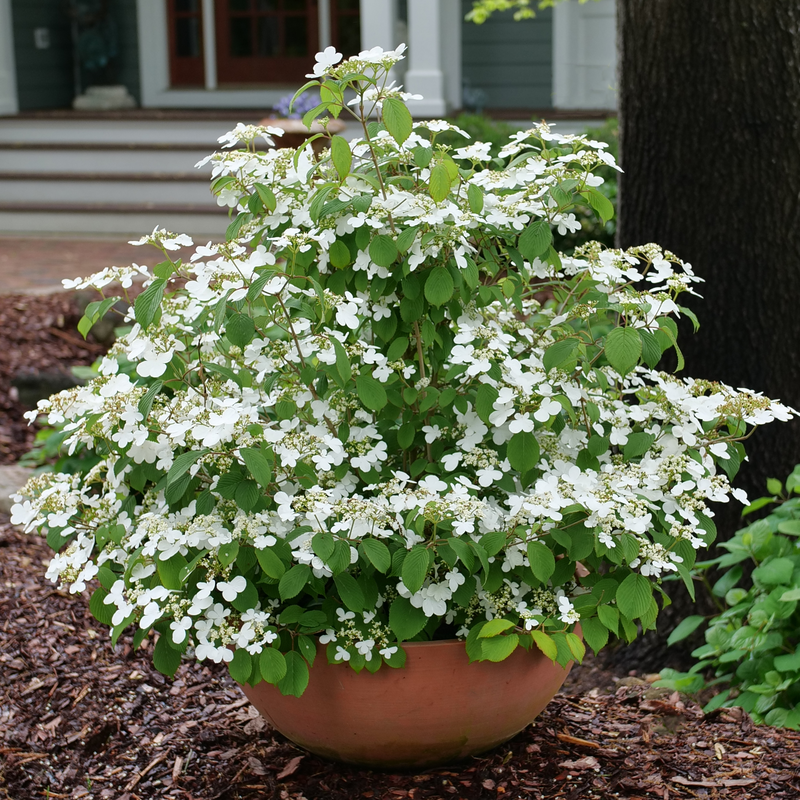 Steady Eddy Doublefile Viburnum  isa strong bloomer that is  perfect for containers!