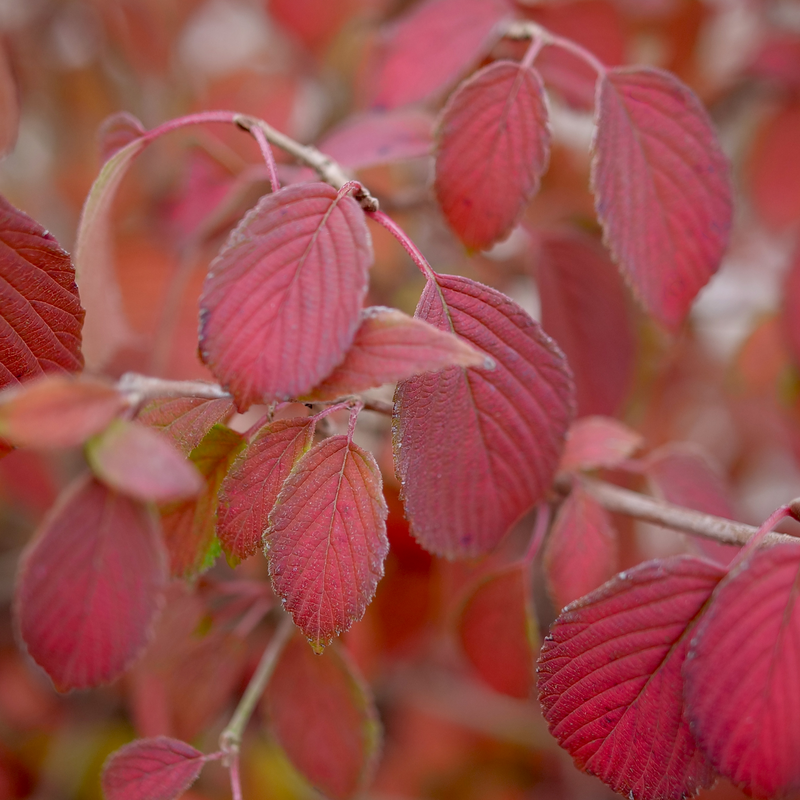 Steady Eddy Doublefile Viburnum lush glossy green foliate takes on reddish hues in the fall.
