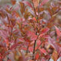 Sweet Talker® Fragrant Viburnum bold burgundy foliage. 