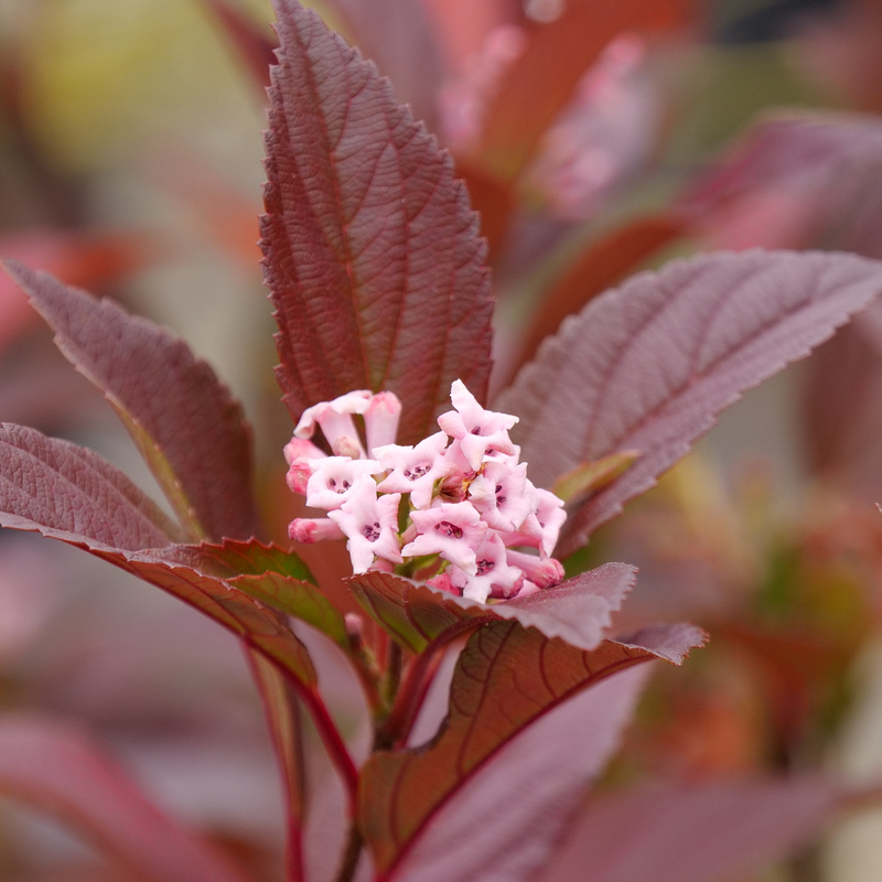Sweet Talker Fragrant Viburnum has deep pink tubular flowers in early spring. 