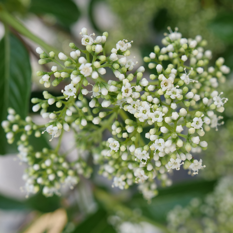 Emerging blooms on Yardline Viburnum. 