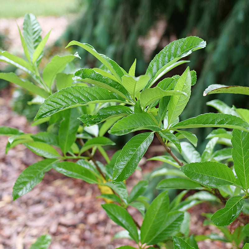 Up close of Yardline™ Viburnum green goliage in spring.