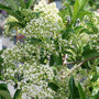 Yardline™ Viburnum with white flowers in spring.