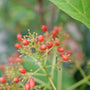 Close up of Yardline Viburnum with red berries.