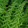 Up close image of beautiful bright green fronds from Lady Fern