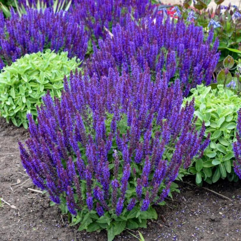 'Violet Profusion' Salvia's purple flowers with green foliage in a garden setting