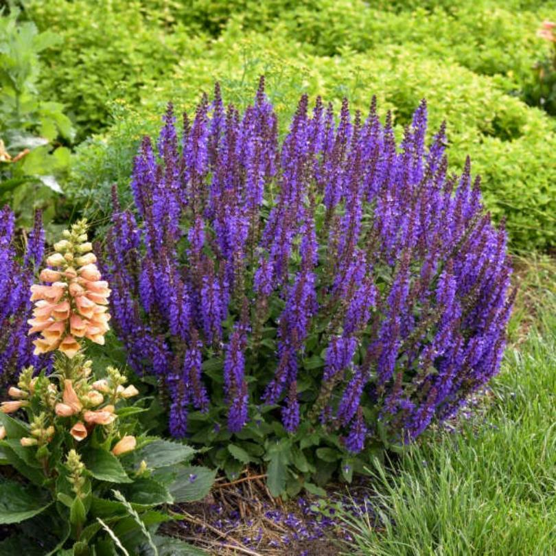 Purple flowering 'Violet Profusion' Salvia with green foliage in a garden setting
