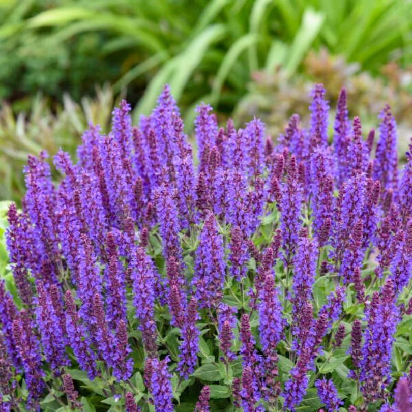 'Violet Profusion' Salvia's purple flowers with green foliage in a garden setting