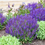 'Violet Profusion' Salvia's purple flowers with green foliage in a garden setting