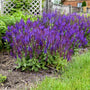 Purple flowering 'Violet Profusion' Salvia in a garden setting with green grass and a wooden fence in the background.