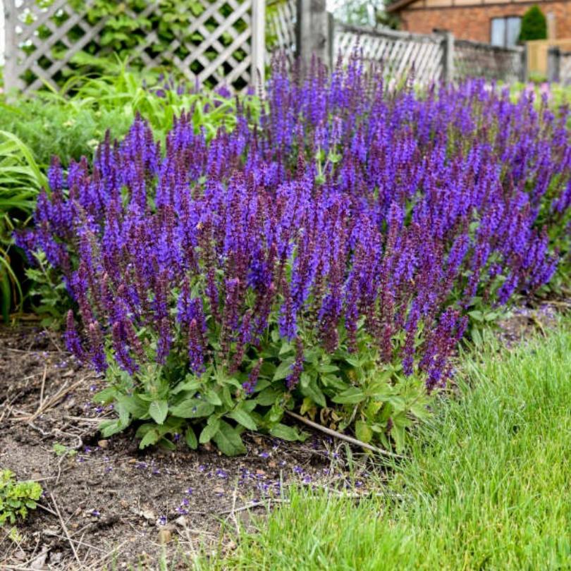 Purple flowering 'Violet Profusion' Salvia in a garden setting with green grass and a wooden fence in the background.